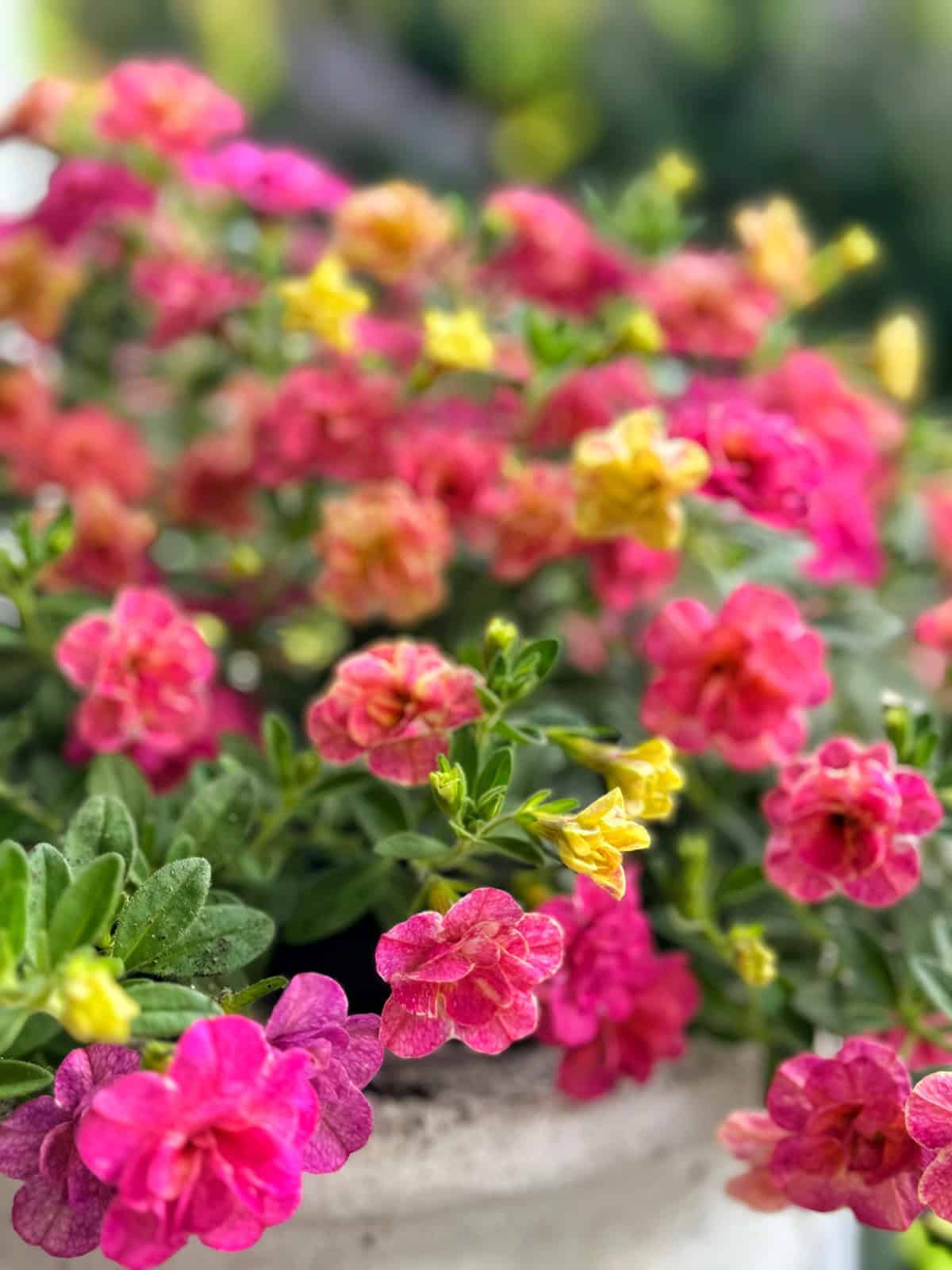 A close-up of vibrant pink and yellow flowers blooming in a planter, with lush green leaves and a blurred background.