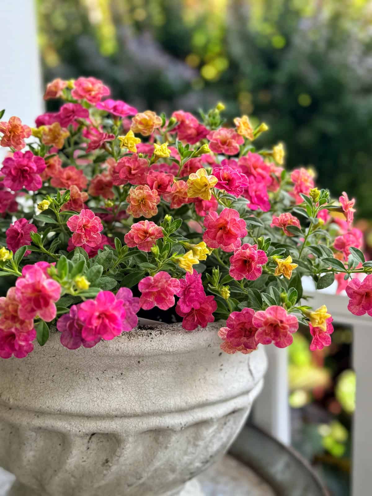 A white stone planter filled with vibrant pink, orange, and yellow petunias sits on a porch, with green foliage and a blurred garden background.