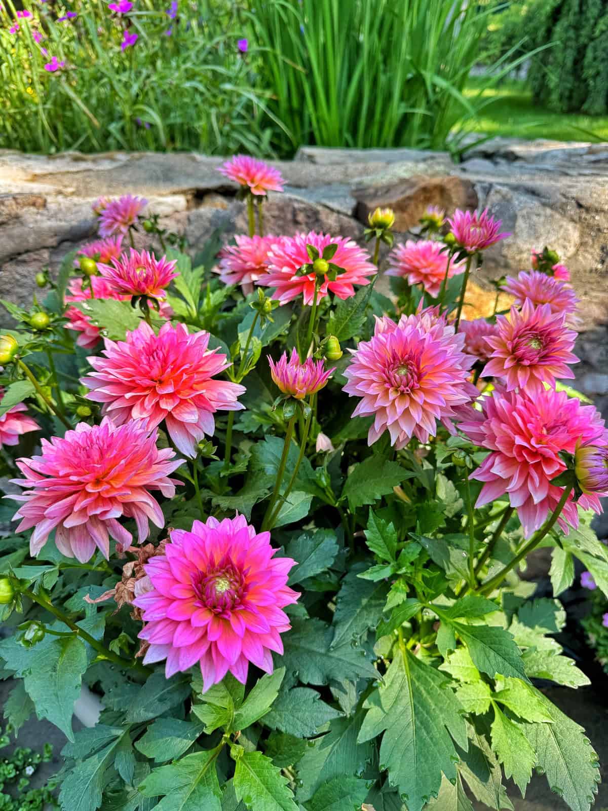 A cluster of vibrant pink dahlias with lush green leaves blooms in front of a rustic stone border, with tall green grass and garden scenery in the background.