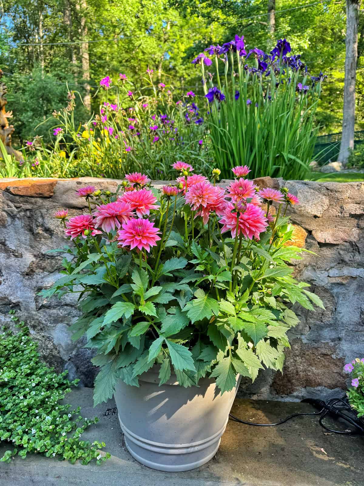 A beige pot with blooming pink dahlias sits on a stone patio in front of a low stone wall, with purple irises and greenery in a vibrant garden background under bright sunlight.