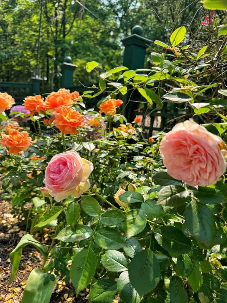 How to Fertilize Roses for More Blooms (Beginner’s Guide) | Bricks ’n ...