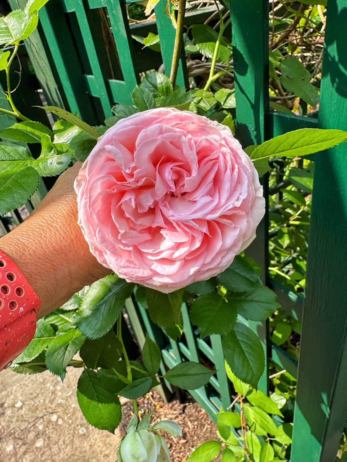 A hand wearing a red perforated wristband holds a large, fully bloomed pink rose against a green metal fence and leafy background.