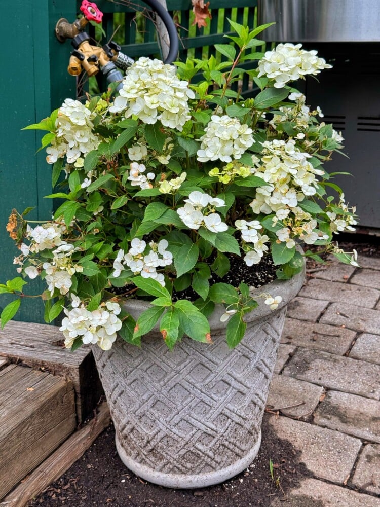 A large, textured grey planter filled with blooming white hydrangea flowers sits on a patio next to a green fence, a hose spigot, and wooden steps.