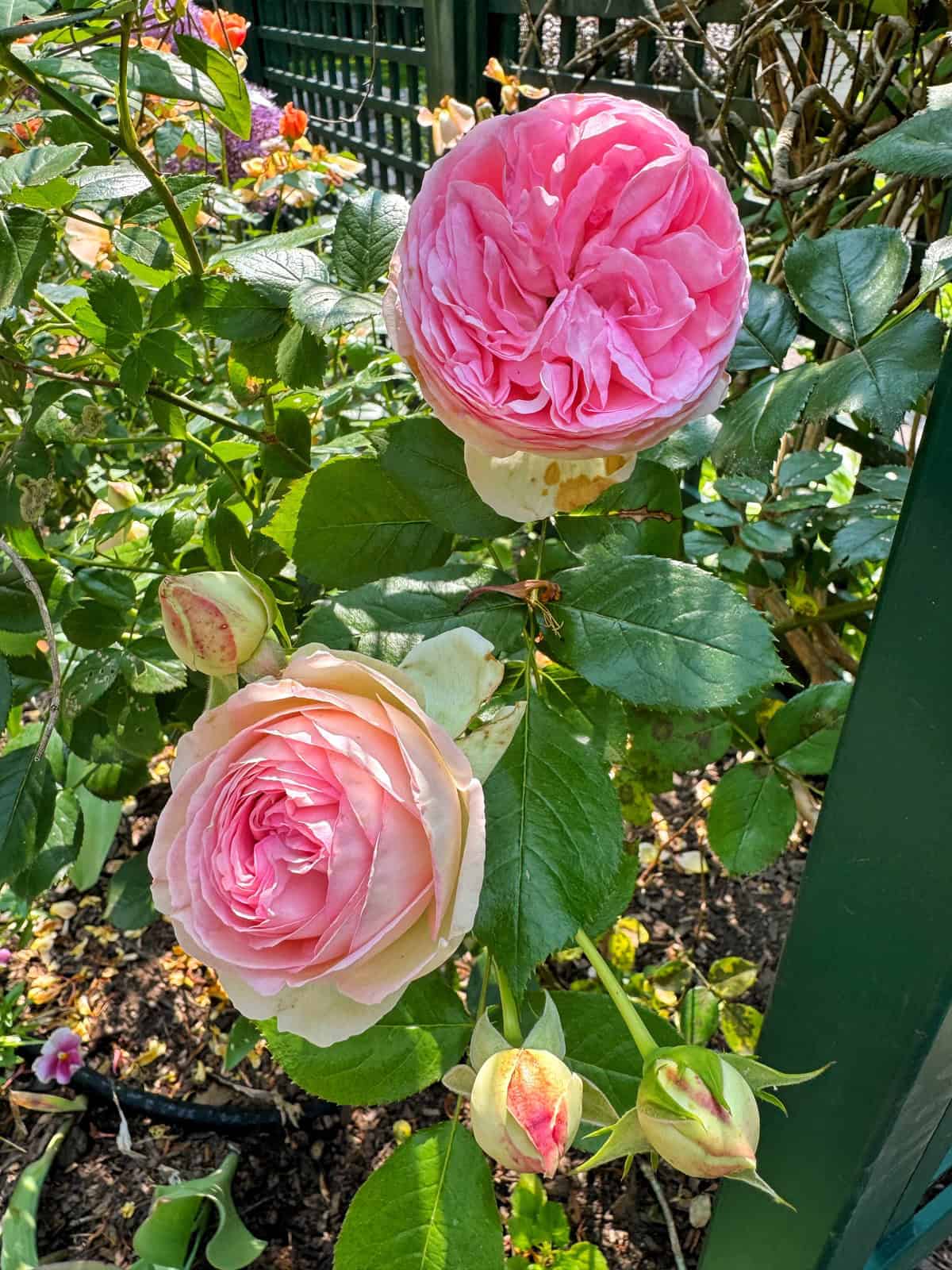 Two fully bloomed pink roses with layers of petals grow on a bush, surrounded by green leaves and rosebuds, next to a green metal fence in a garden setting.