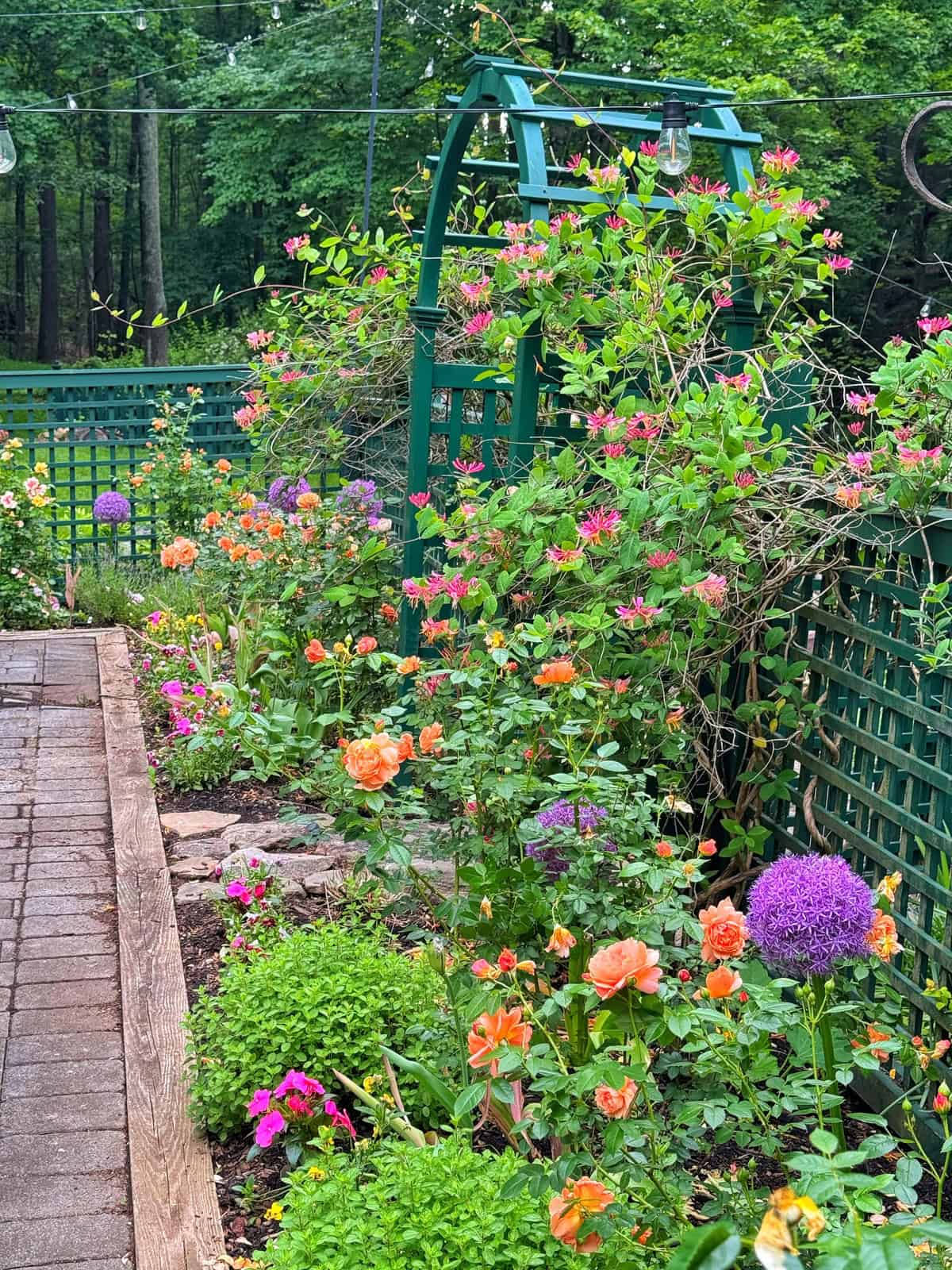 Colorful garden with orange roses, purple alliums, and pink flowers growing along a green trellis fence and wooden pathway, with lush greenery and trees in the background.