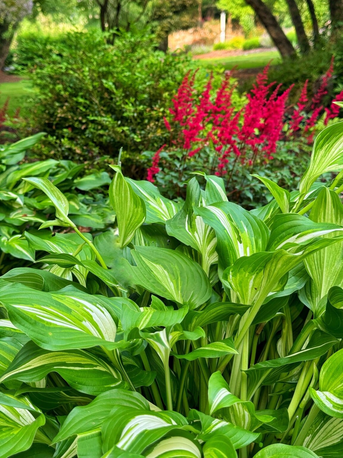 Companion Planting for Hostas (Smart Plant Pairings for Shade Gardens ...