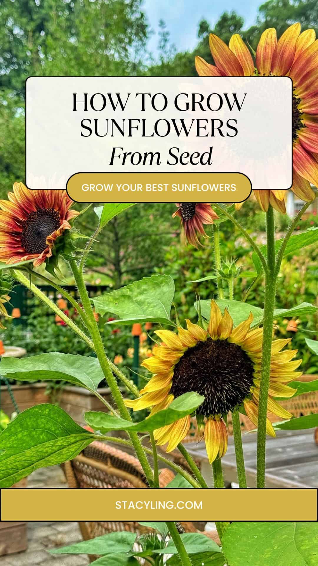 Sunflowers in a garden with a sign that reads “How to Grow Sunflowers From Seed. Grow Your Best Sunflowers. stacyling.com.” Wooden chairs and trees are visible in the background, creating an inviting scene that highlights the joy of growing sunflowers from seed.