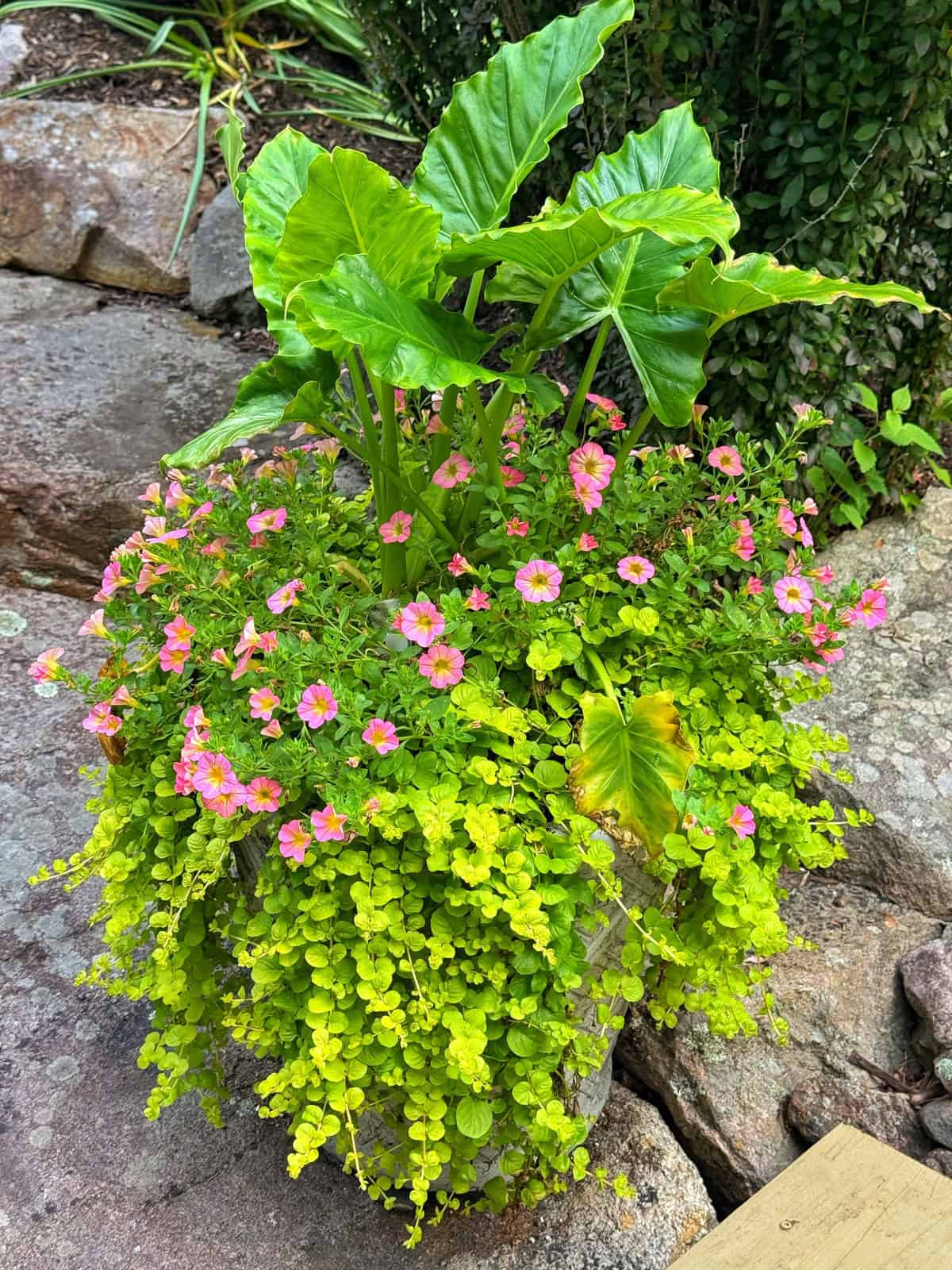 A large planter filled with vibrant green elephant ear leaves, trailing yellow-green foliage, and blooming pink flowers, set outdoors on a stone patio with rocks and greenery in the background.