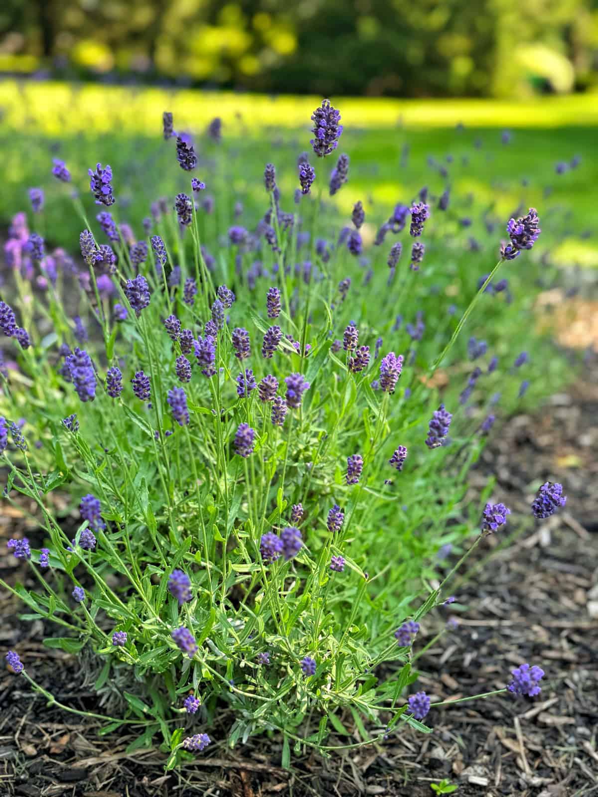 Lavender plant with tall green stems and clusters of small purple flowers growing in a mulched garden bed, with a blurred green lawn and trees in the background.