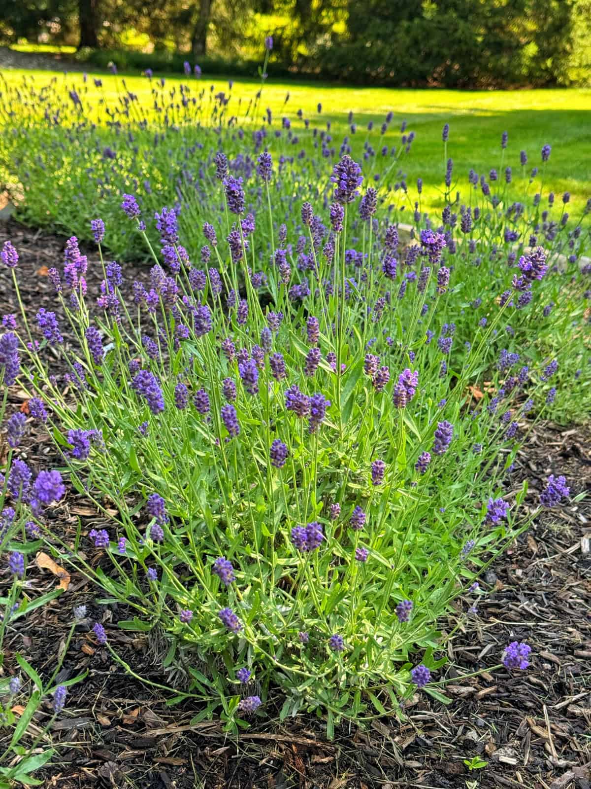 A bushy lavender plant with slender green stems and clusters of small purple flowers grows in a landscaped garden bed, surrounded by mulch, with more lavender and green grass in the sunny background.
