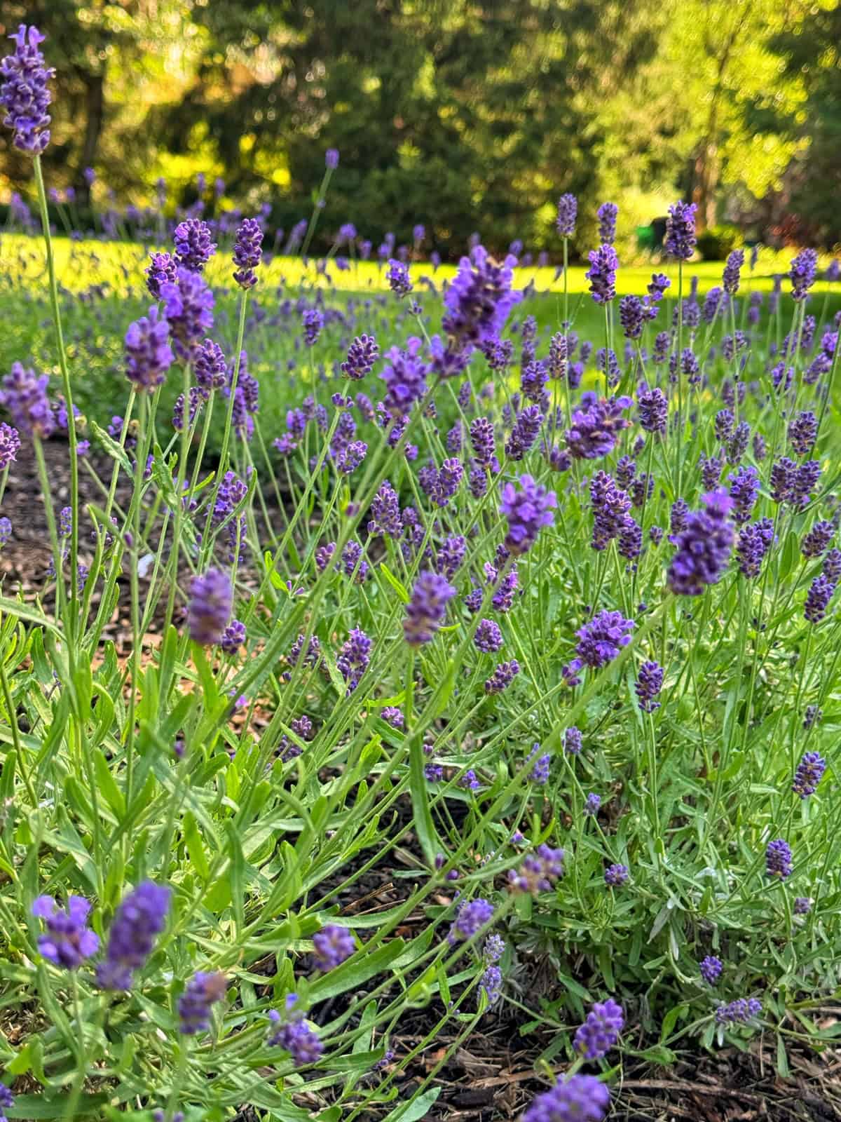 Clusters of blooming lavender with purple flowers and slender green stems grow in a sunlit garden, with trees and grass blurred in the background.