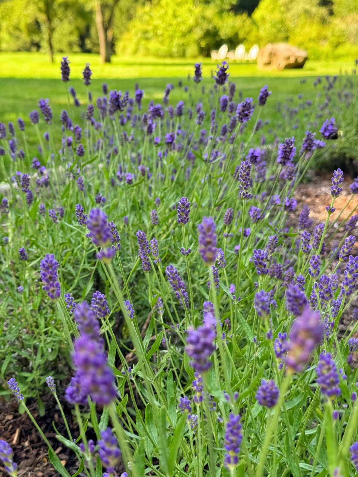 Close-up of blooming lavender flowers in a garden, with lush green grass, trees, and white chairs in the blurry background on a sunny day.