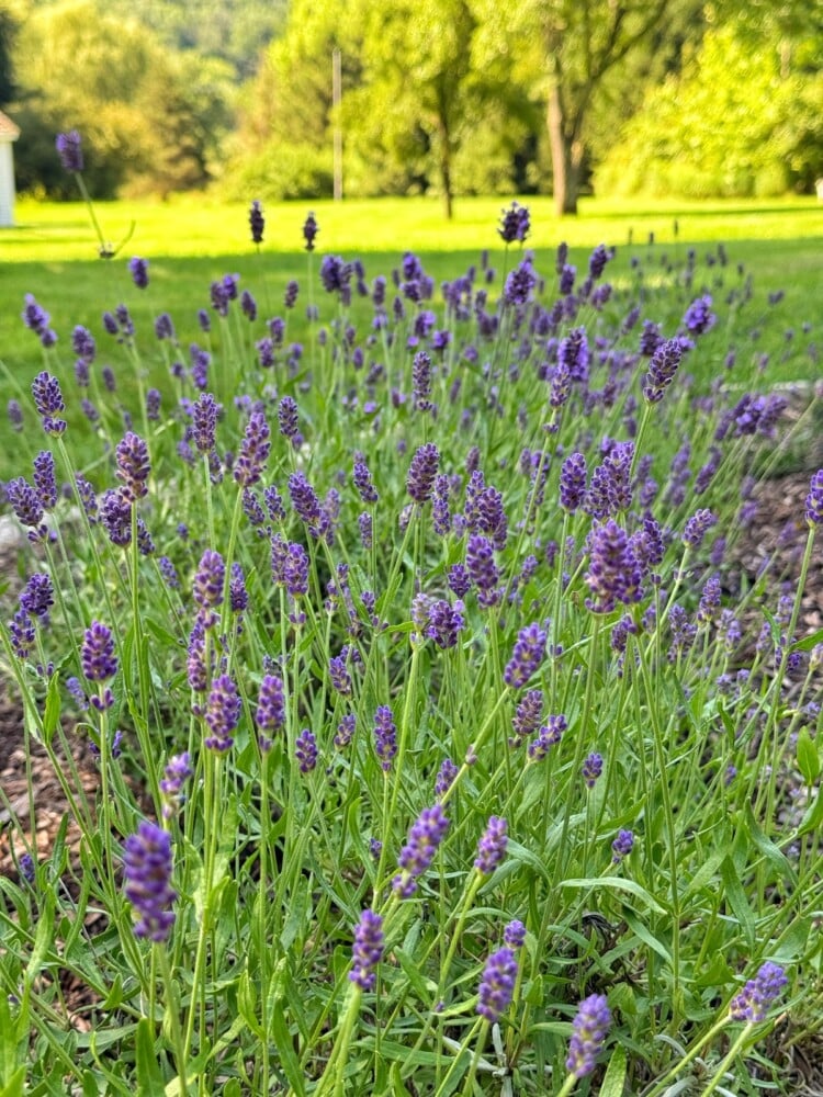Close-up of blooming lavender plants with vibrant purple flowers in a garden, with green grass and trees softly blurred in the background on a sunny day.