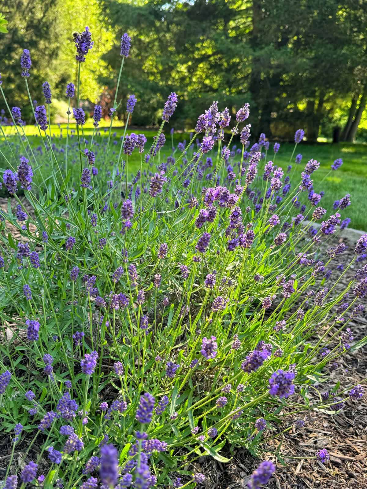 Lavender plants with purple flowers blooming in a garden bed, surrounded by green grass and trees in the background on a sunny day.