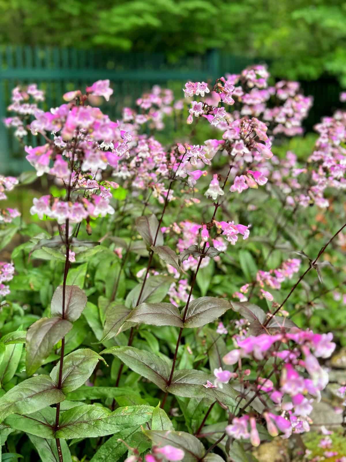 Clusters of pink flowers with dark green stems and leaves grow densely in a garden, with a blurred green fence and foliage visible in the background.
