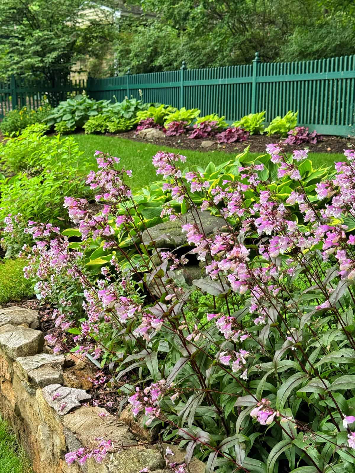 A lush garden features clusters of pink flowers in the foreground, green hostas, and purple-leafed plants beside a green picket fence, with trees and grass in the background.