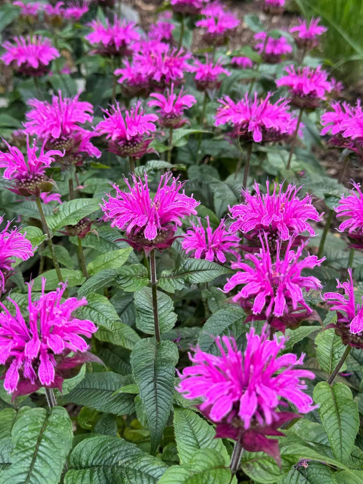 A cluster of vibrant pink bee balm flowers with spiky petals in full bloom, surrounded by green leaves.