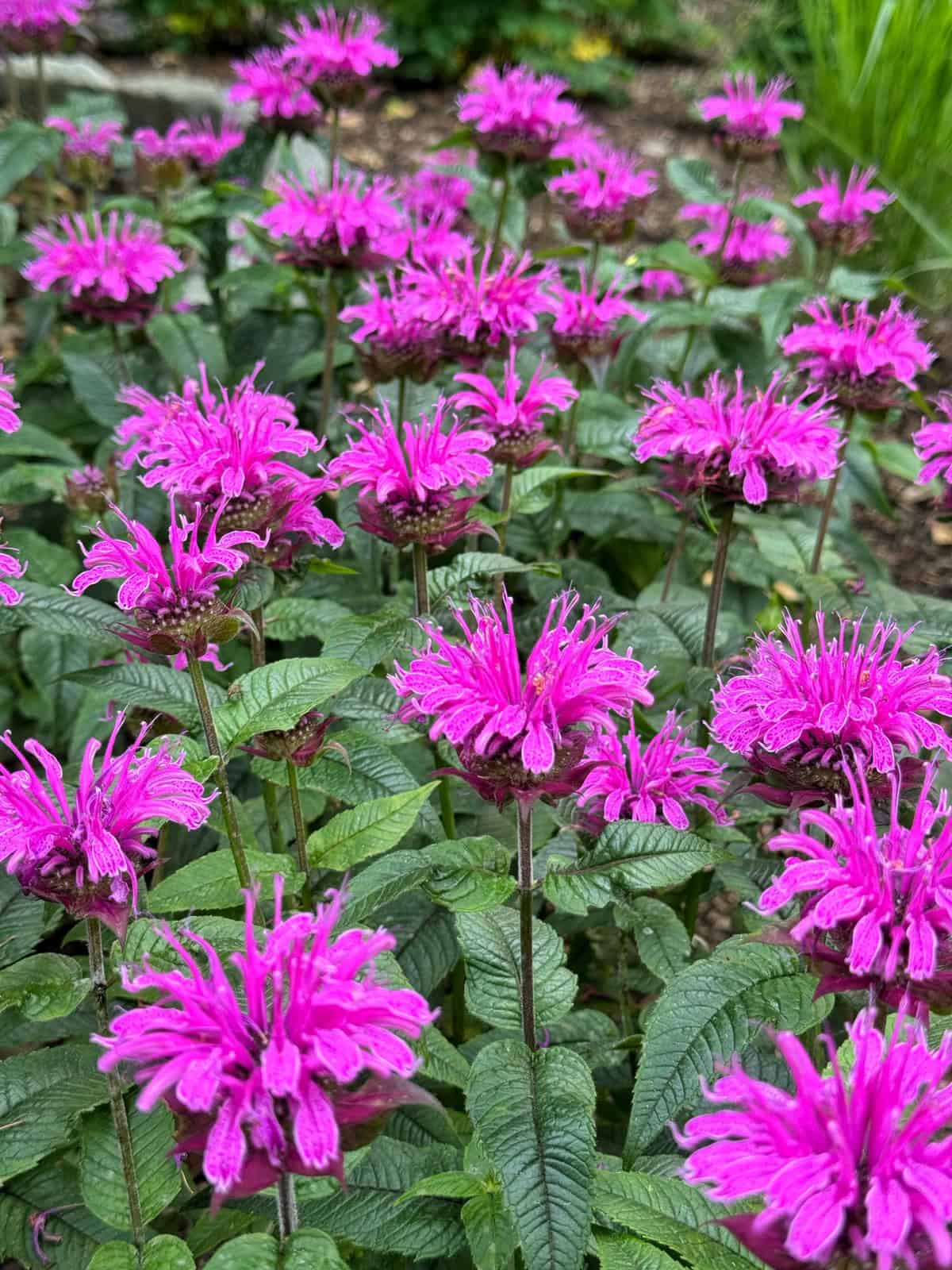A cluster of vibrant pink bee balm flowers with fringed petals blooms amid green foliage in a garden setting.