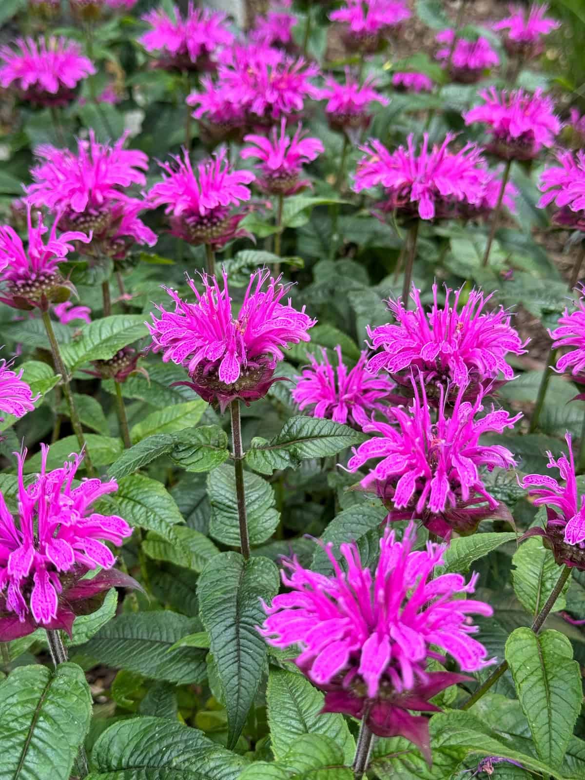 A cluster of vibrant pink bee balm flowers with spiky petals blooms among lush green leaves in a garden setting.