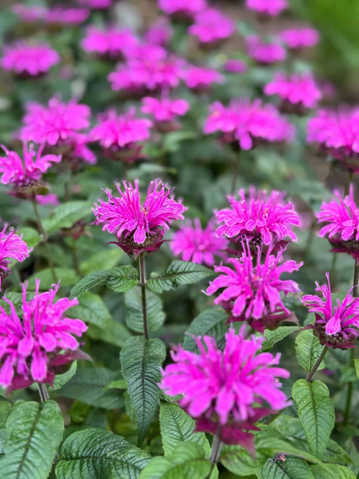 A cluster of vibrant pink bee balm flowers with spiky petals and green leaves, growing densely in a garden setting.