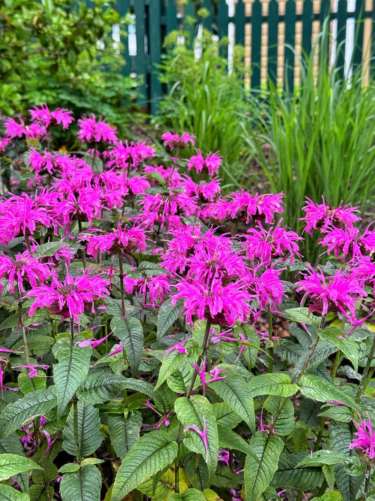 Bright pink bee balm flowers with spiky petals and green leaves bloom in a garden, with green grass and a teal picket fence in the background.