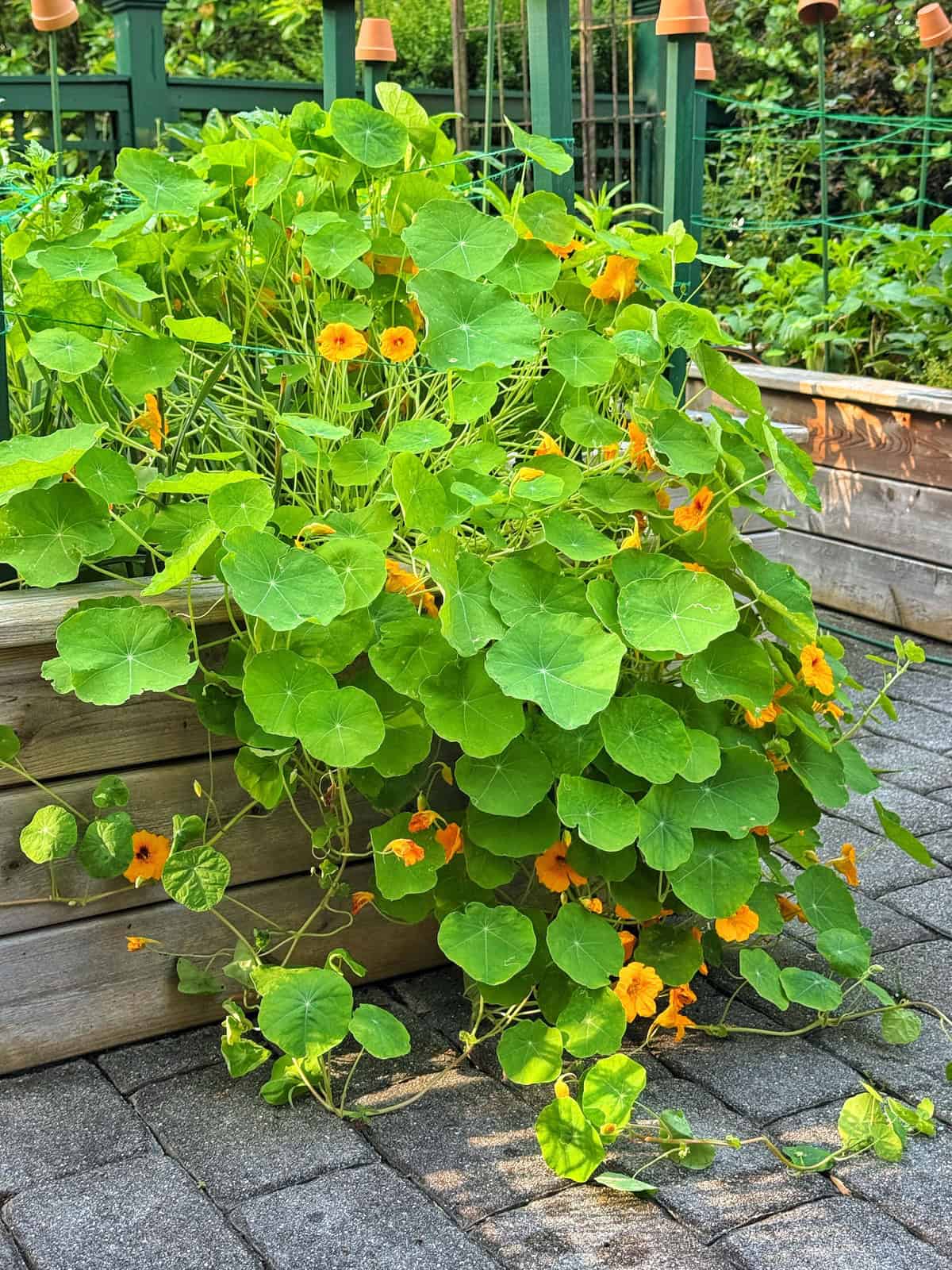 A lush nasturtium plant with round green leaves and bright orange flowers spills over the edge of a raised wooden garden bed onto a paved patio.