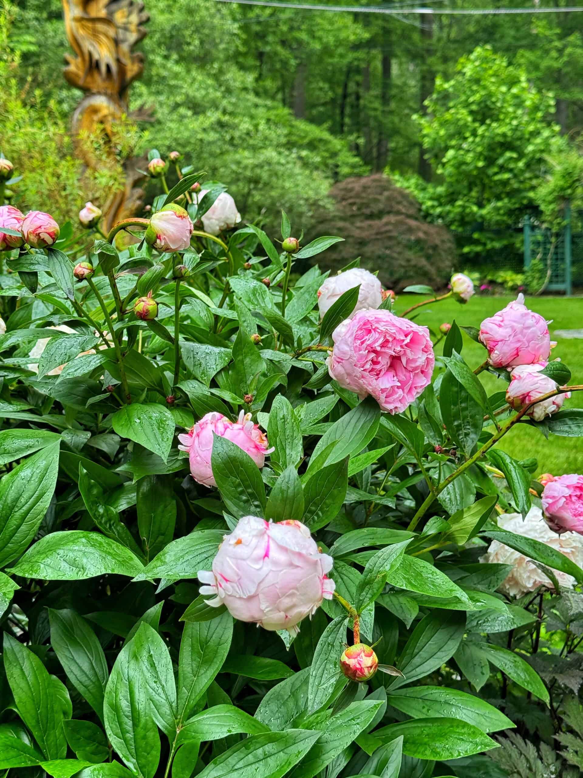 A lush bush of pink peonies in full bloom, surrounded by green leaves, stands in a garden with grass, trees, and carved wooden sculpture in the background on a rainy day.