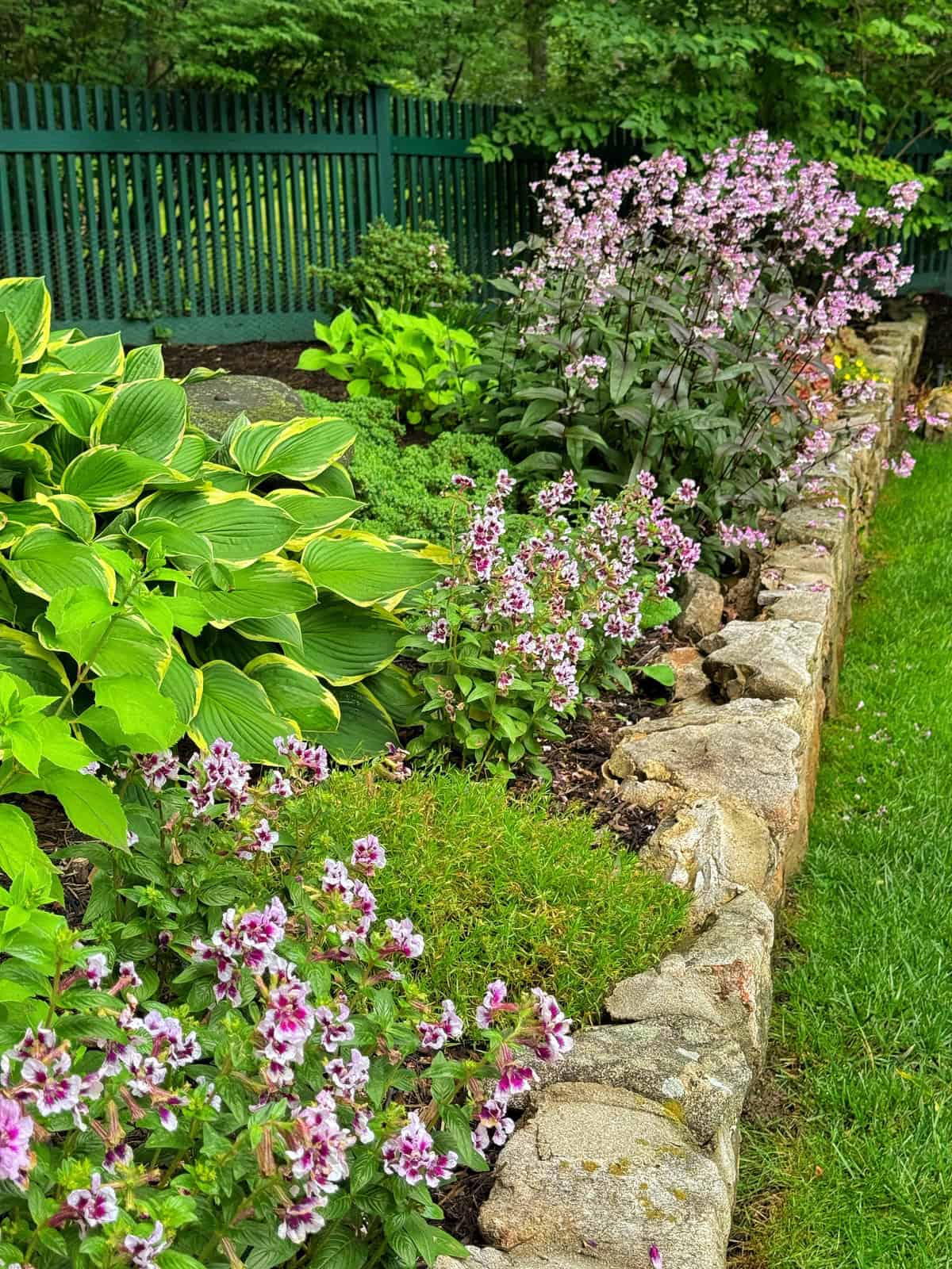A garden bed bordered by a stone wall features lush green hostas and clusters of purple and white flowers, with a green fence and lawn in the background.