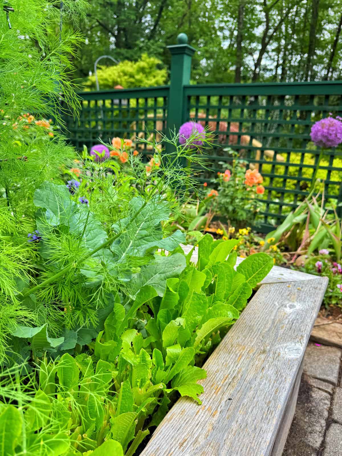 A raised wooden garden bed filled with leafy greens, dill and herbs, surrounded by blooming flowers and greenery, with a green trellis fence and trees in the background.