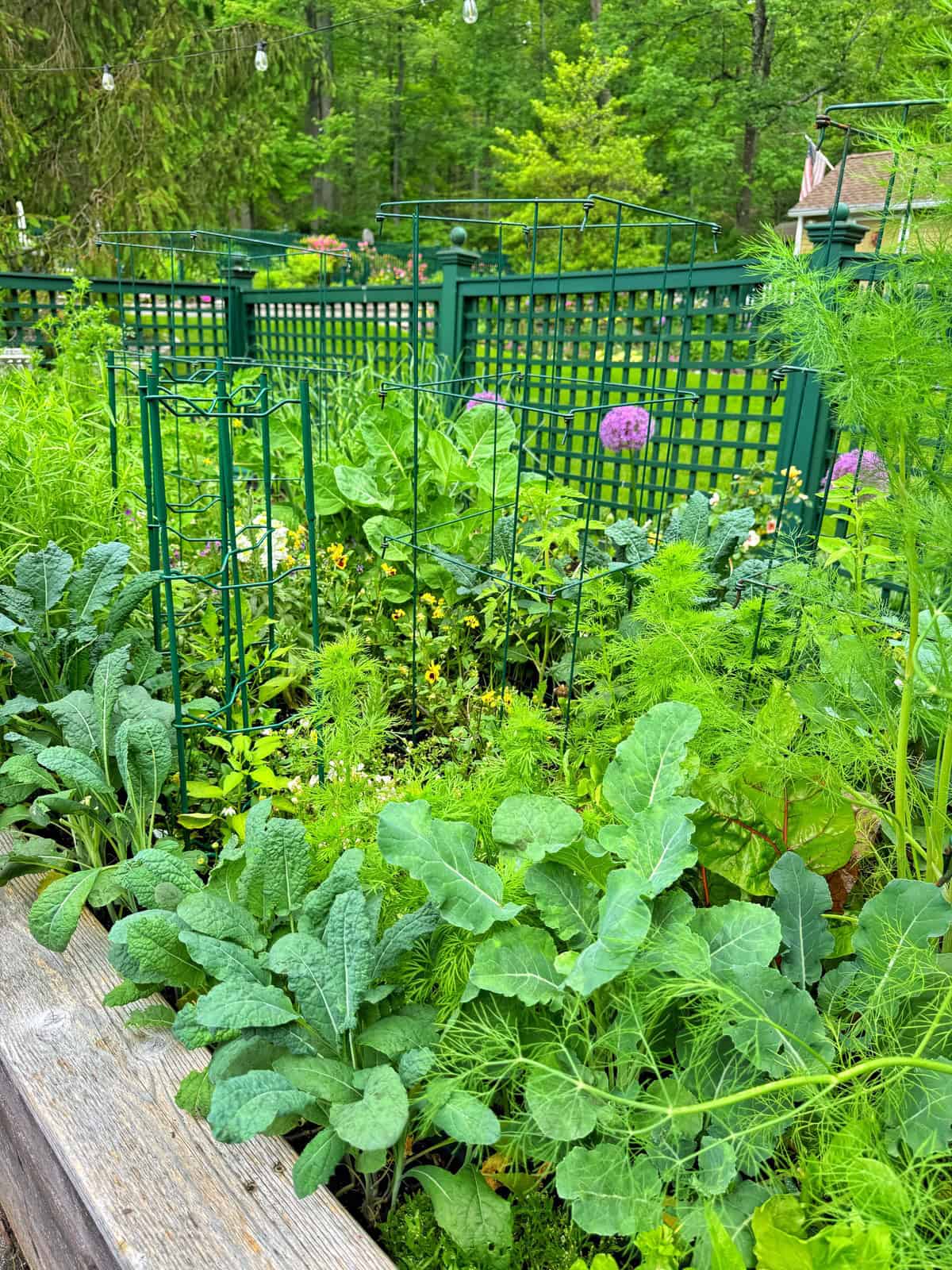 A lush raised garden bed filled with leafy green vegetables and herbs, beside green trellises and fencing, surrounded by trees and greenery in the background on a bright day.