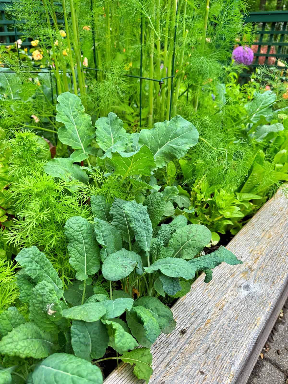 Raised garden bed with leafy green vegetables and herbs growing densely, including kale and dill, with a wooden border and a green wire fence in the background.