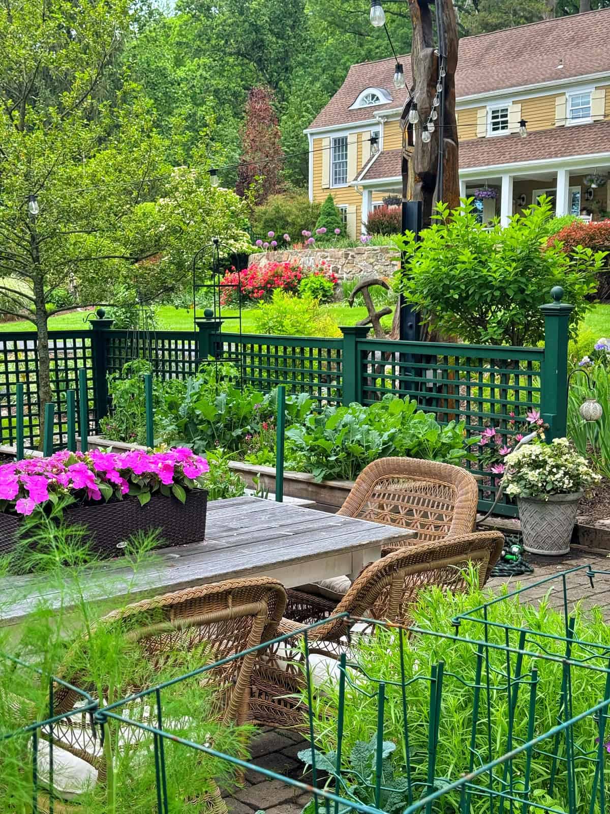 A lush garden patio with wicker chairs and a table surrounded by green plants and pink flowers, enclosed by a green lattice fence. In the background, there is a large yellow house with white trim and a well-kept lawn.