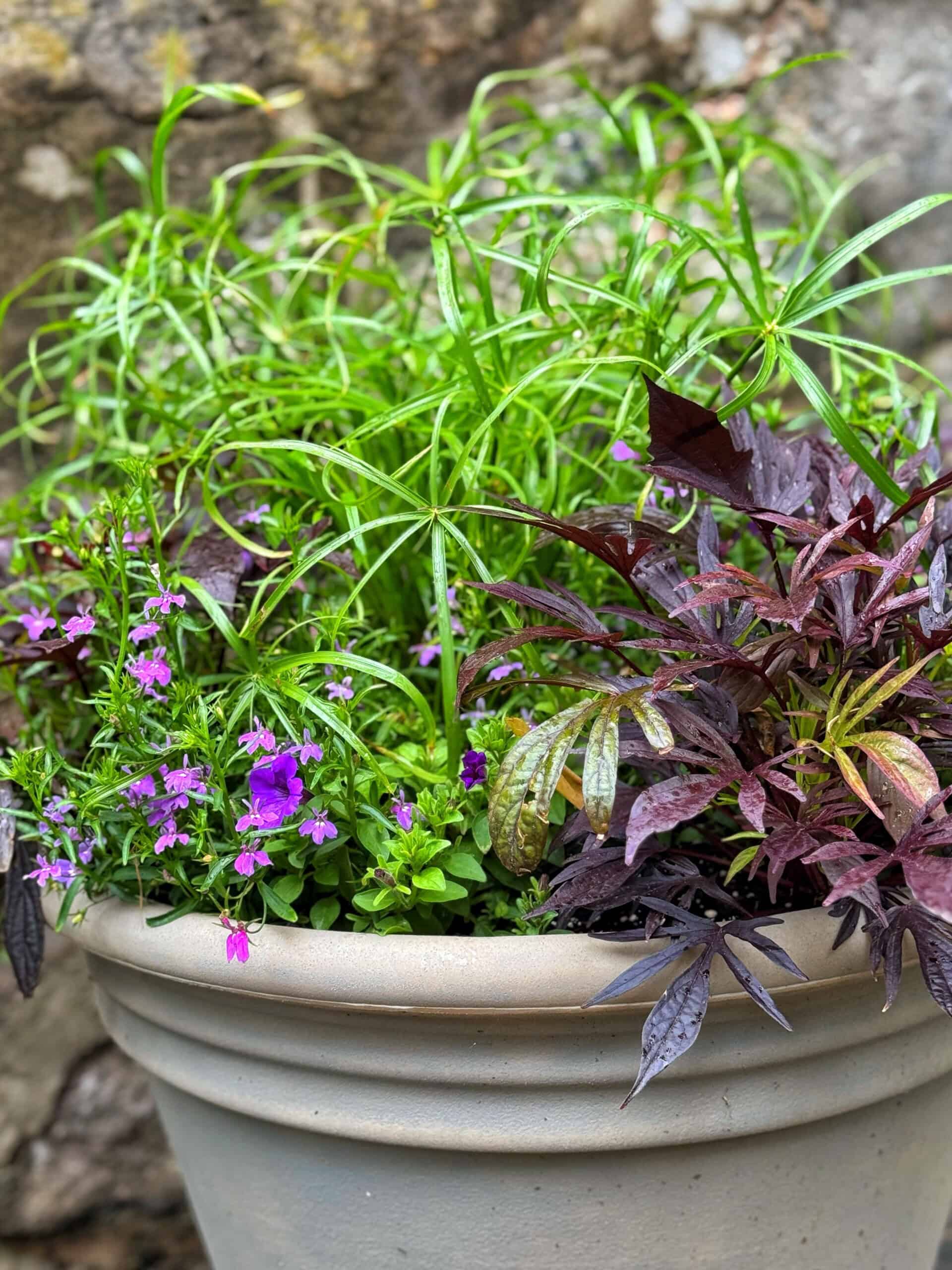 A beige planter filled with green spiky papyrus, purple foliage, and small blooming purple flowers, set against a stone background.
