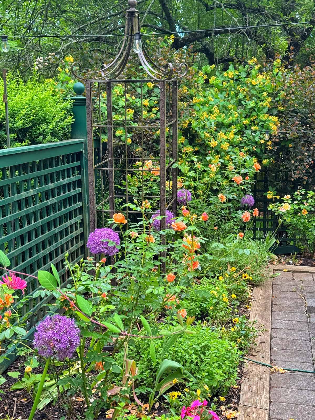 A lush garden with blooming orange roses, purple alliums, and green foliage. A metal garden arbor and green lattice fence run along a paved pathway, with trees and bushes in the background.
