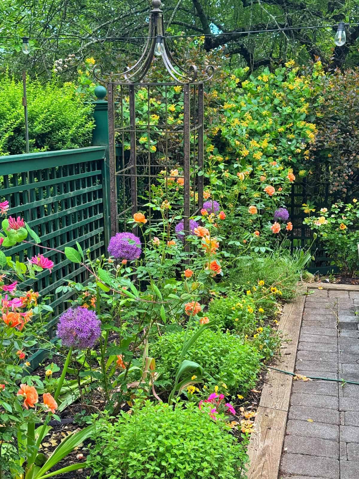 A colorful garden bed with blooming orange roses, purple alliums, and yellow lonicera flowers beside a green lattice fence and a tall metal arbor, surrounded by lush greenery and trees. Other plants include oregano, lavender and ninebark