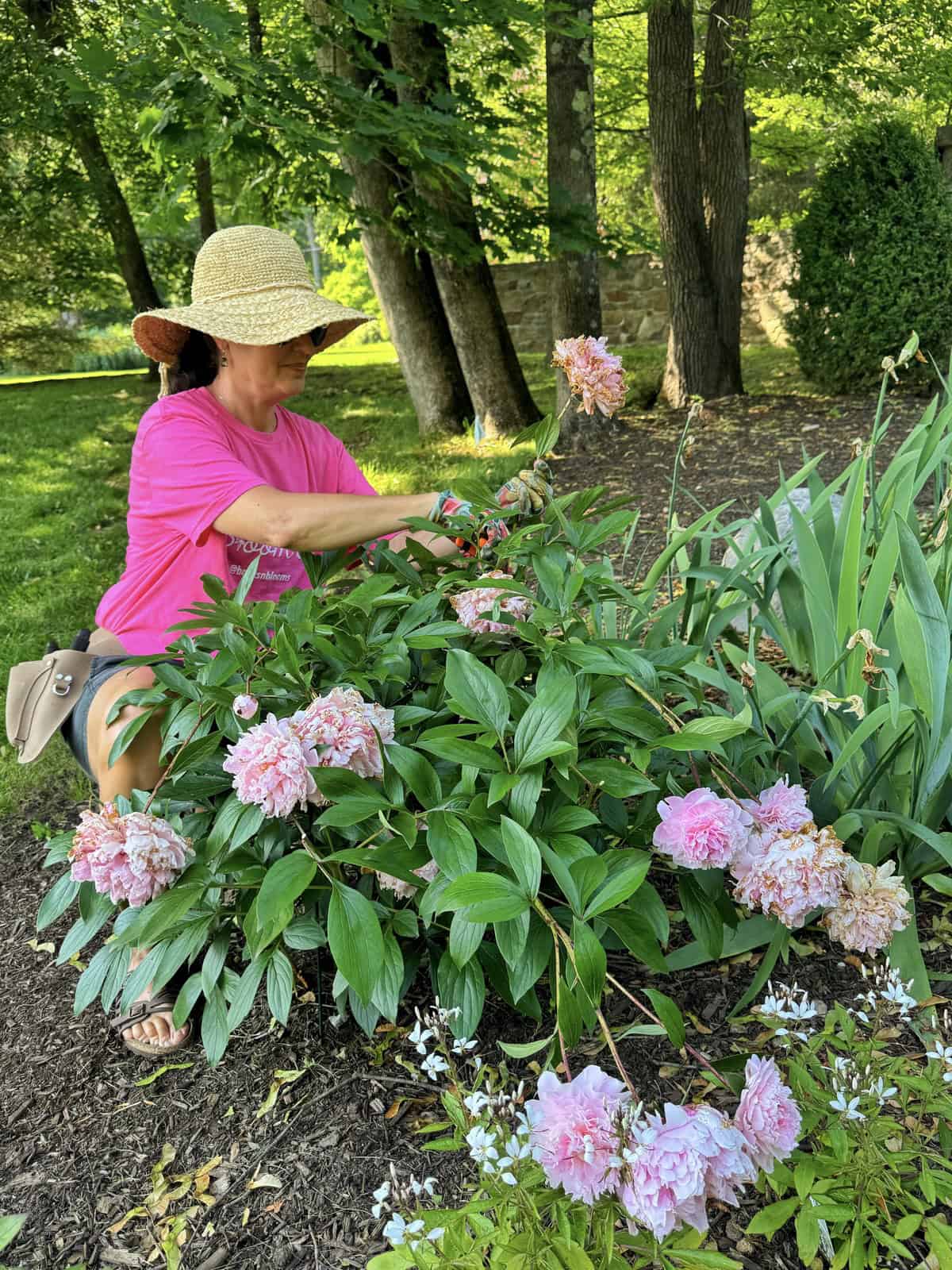 A woman (stacy ling) wearing a straw hat and pink shirt trims pink peonies in a garden surrounded by green foliage and trees on a sunny day.