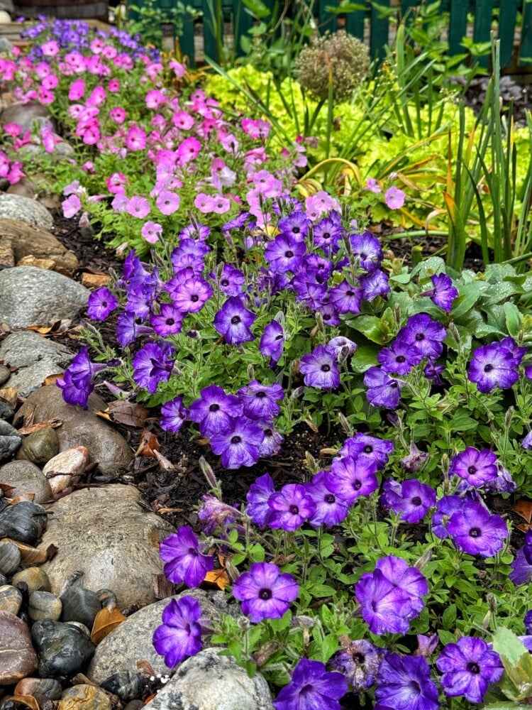 A flower bed with clusters of vibrant purple and pink petunias bordered by rocks, set against a green garden background with leafy plants and a fence.