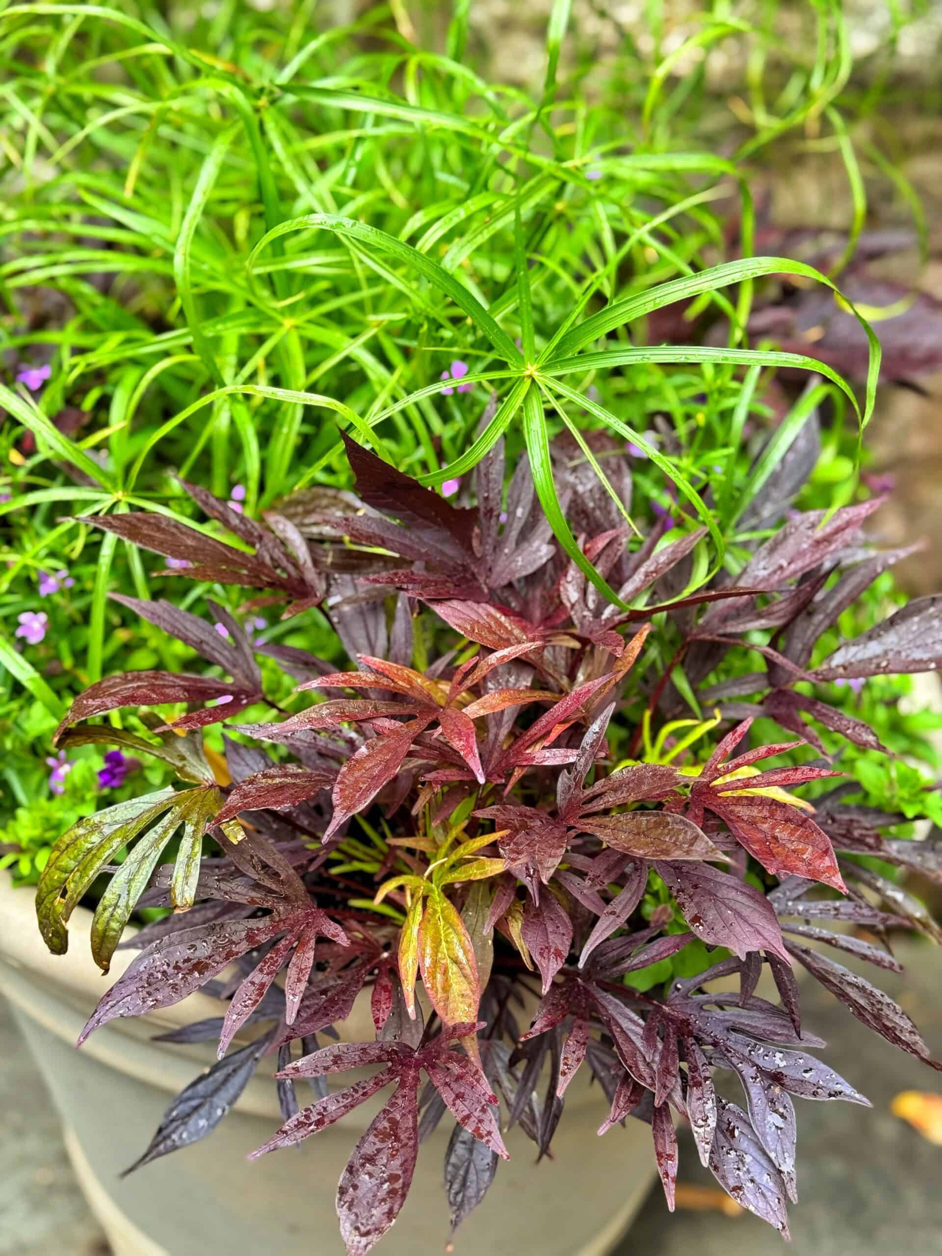 A close-up of a planter with vibrant green and deep burgundy foliage, covered in water droplets. The background is blurred, highlighting the colorful leaves and fresh, healthy texture of the plants.