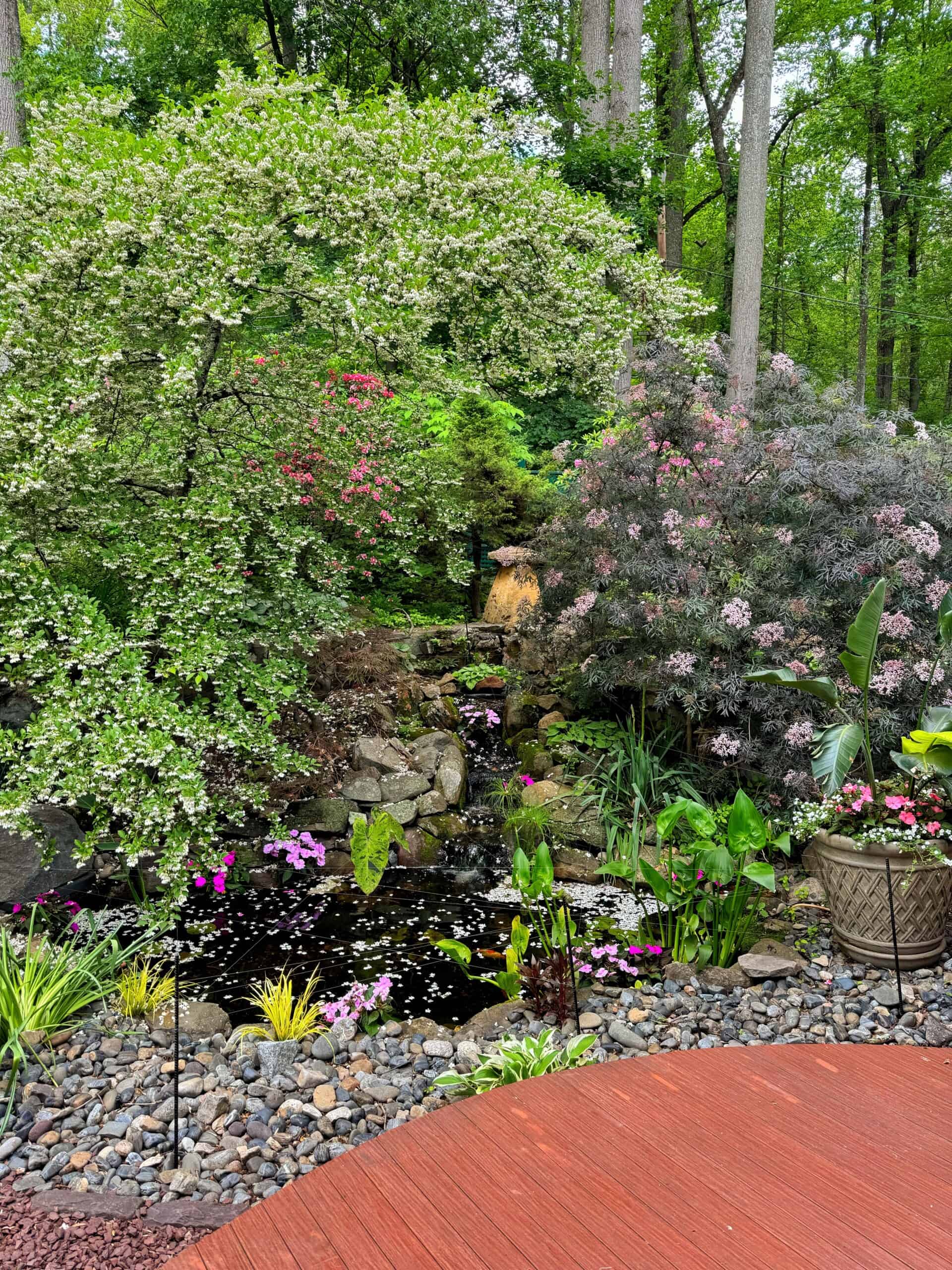 A lush garden with blooming shrubs, a small pond surrounded by rocks, flowering plants, and a wooden deck in the foreground. Tall trees and greenery fill the background.