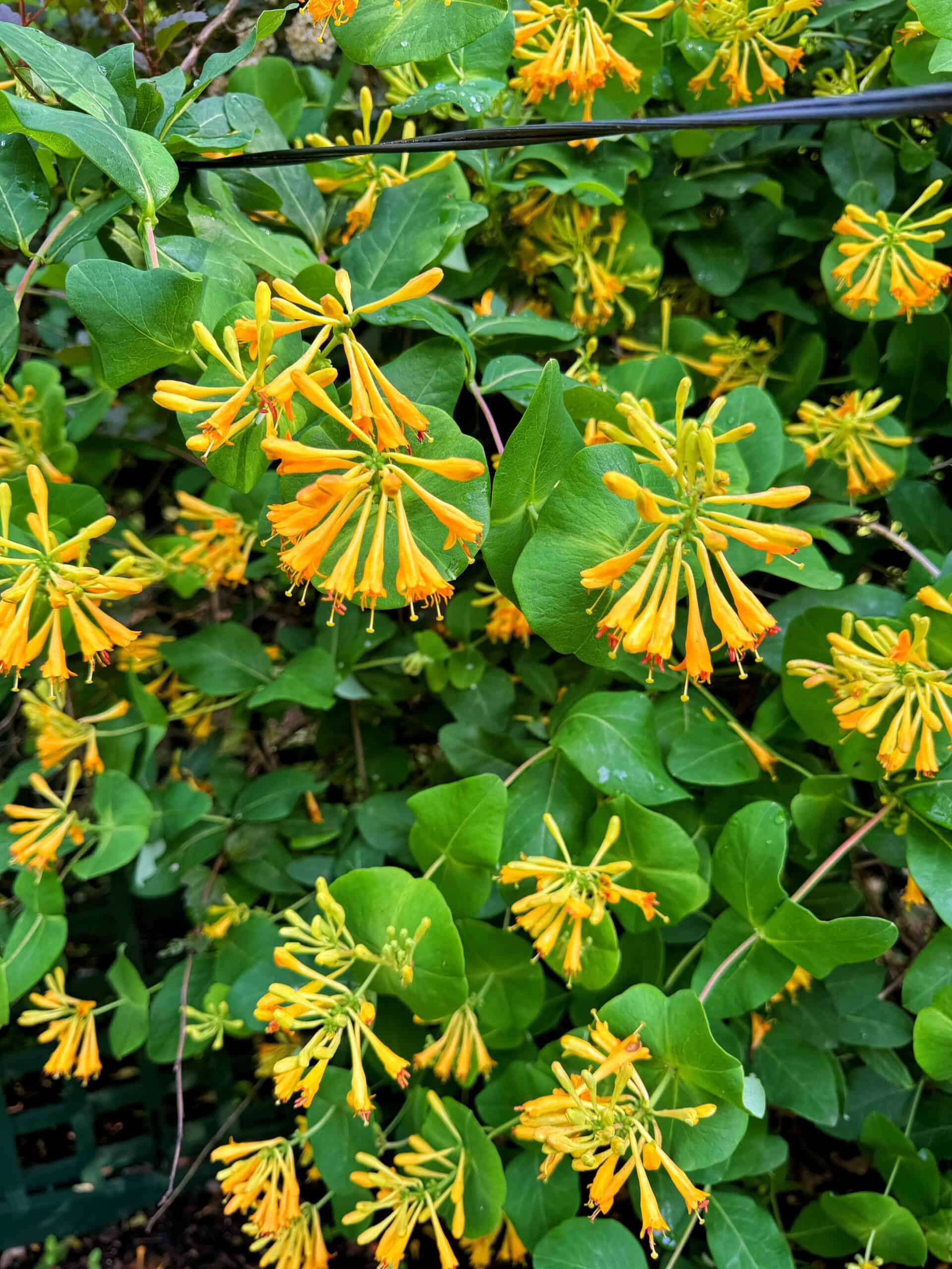Clusters of tubular yellow-orange honeysuckle flowers with green leaves densely cover a shrub, creating a vibrant and lush garden scene.