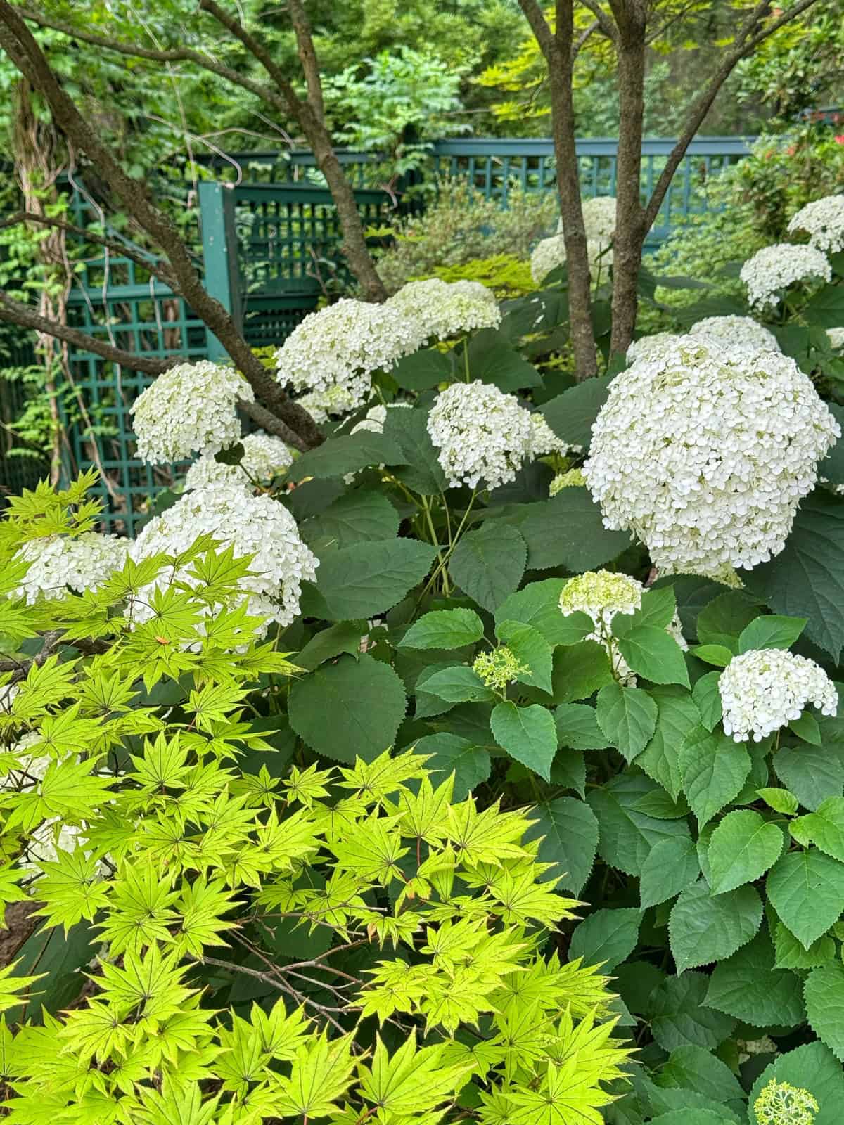 White hydrangea flowers  from hydrangea arborescens bloom among lush green foliage and a Japanese maple, with a dark green wooden fence and trees in the background.