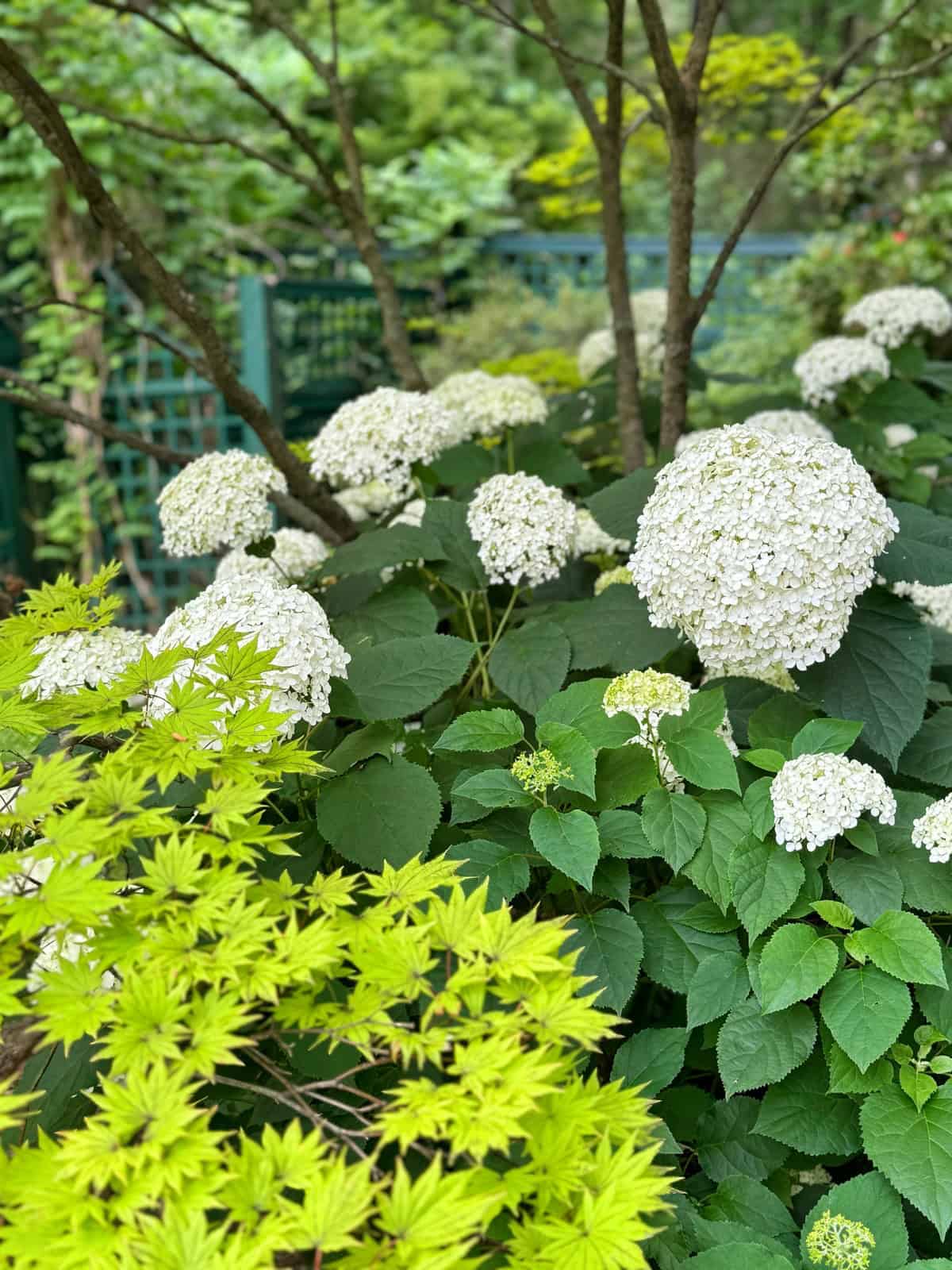 Large clusters of white hydrangea flowers bloom among green leaves and a small tree, with a background of a garden fence and lush foliage.