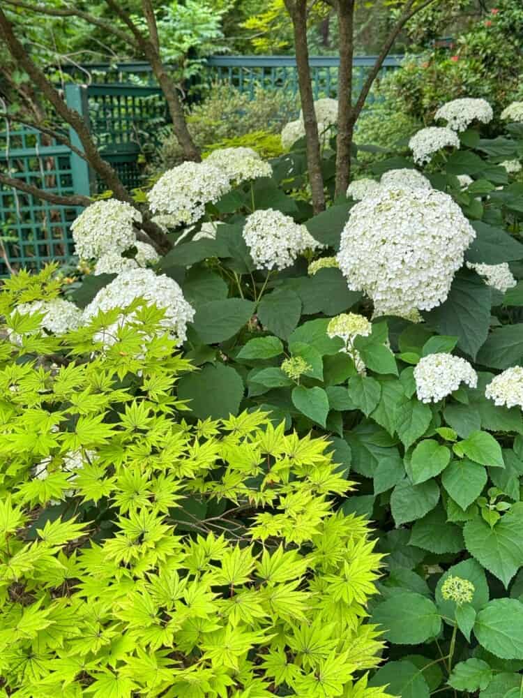 Lush garden with vibrant green foliage and large clusters of white hydrangea flowers, set against a backdrop of a green lattice fence and leafy trees.