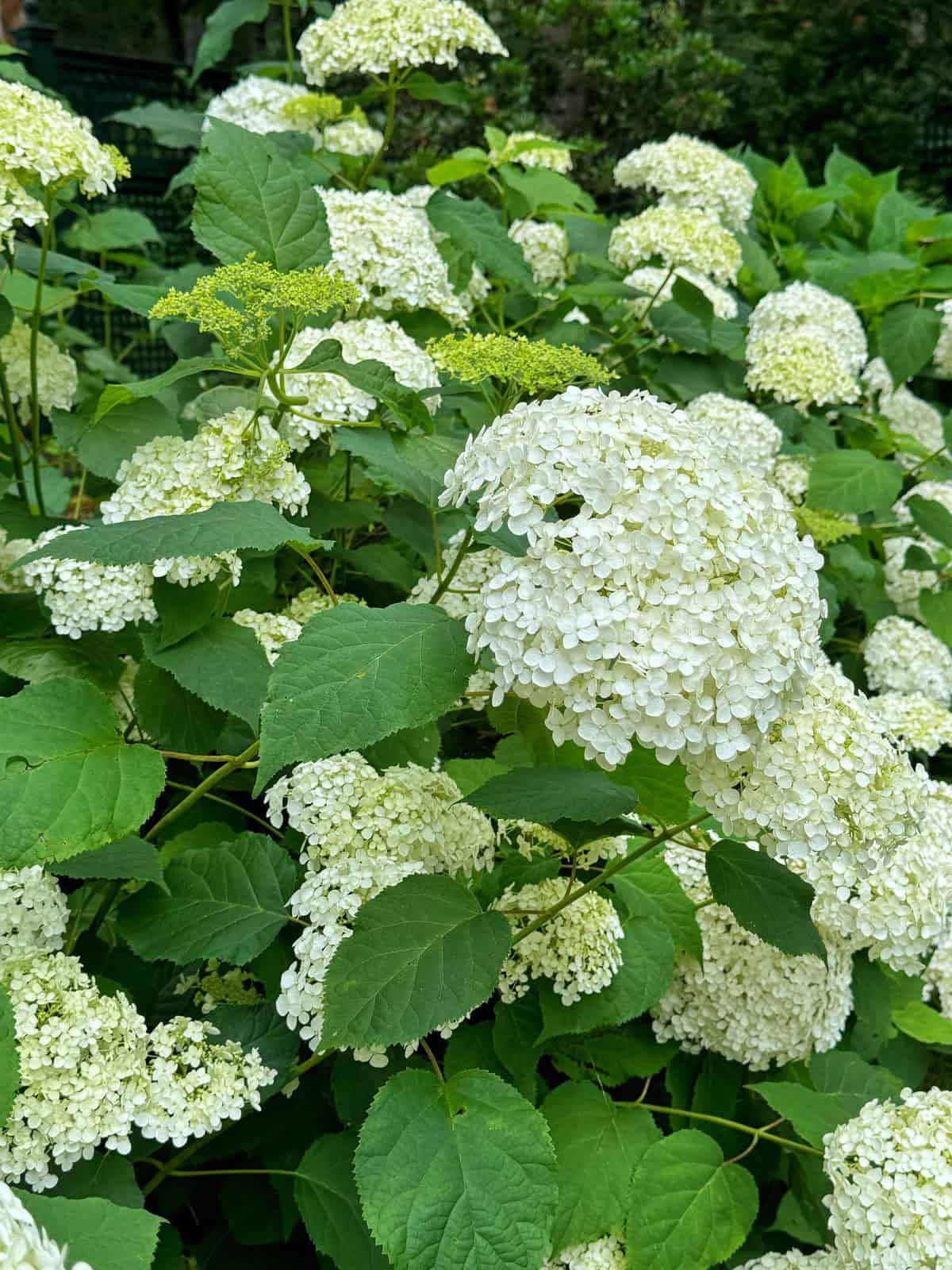 Close-up of lush green foliage with clusters of large, round, white hydrangea arborescens flowers in full bloom, set outdoors in a garden.