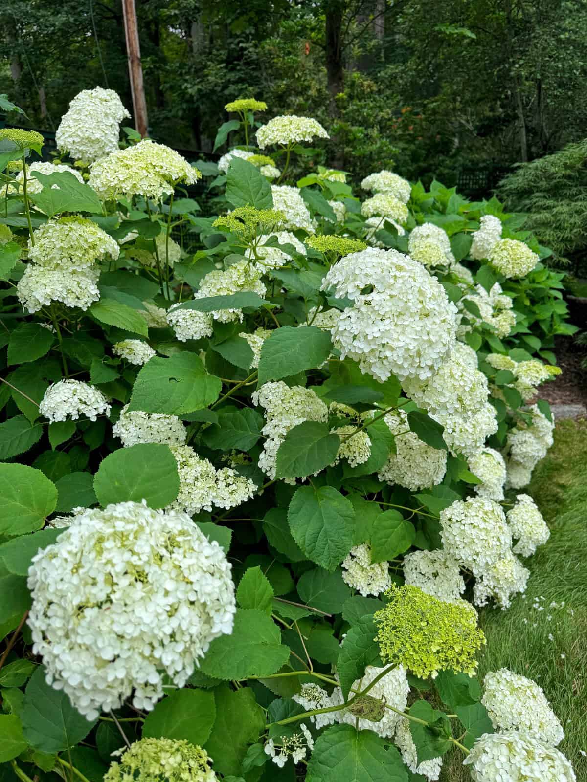 A lush bush covered with large clusters of white hydrangea flowers and green leaves, growing next to a grassy lawn in a garden setting.