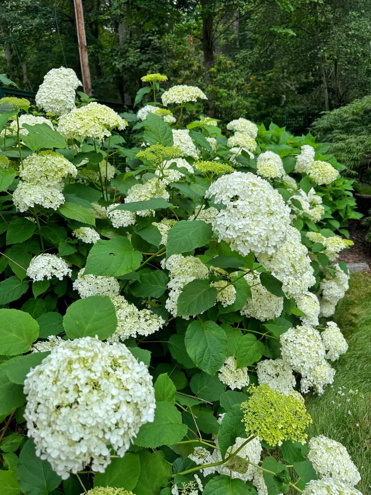 A lush row of white hydrangea flowers with large green leaves grows along the edge of a grassy area, surrounded by dense trees and foliage in the background.
