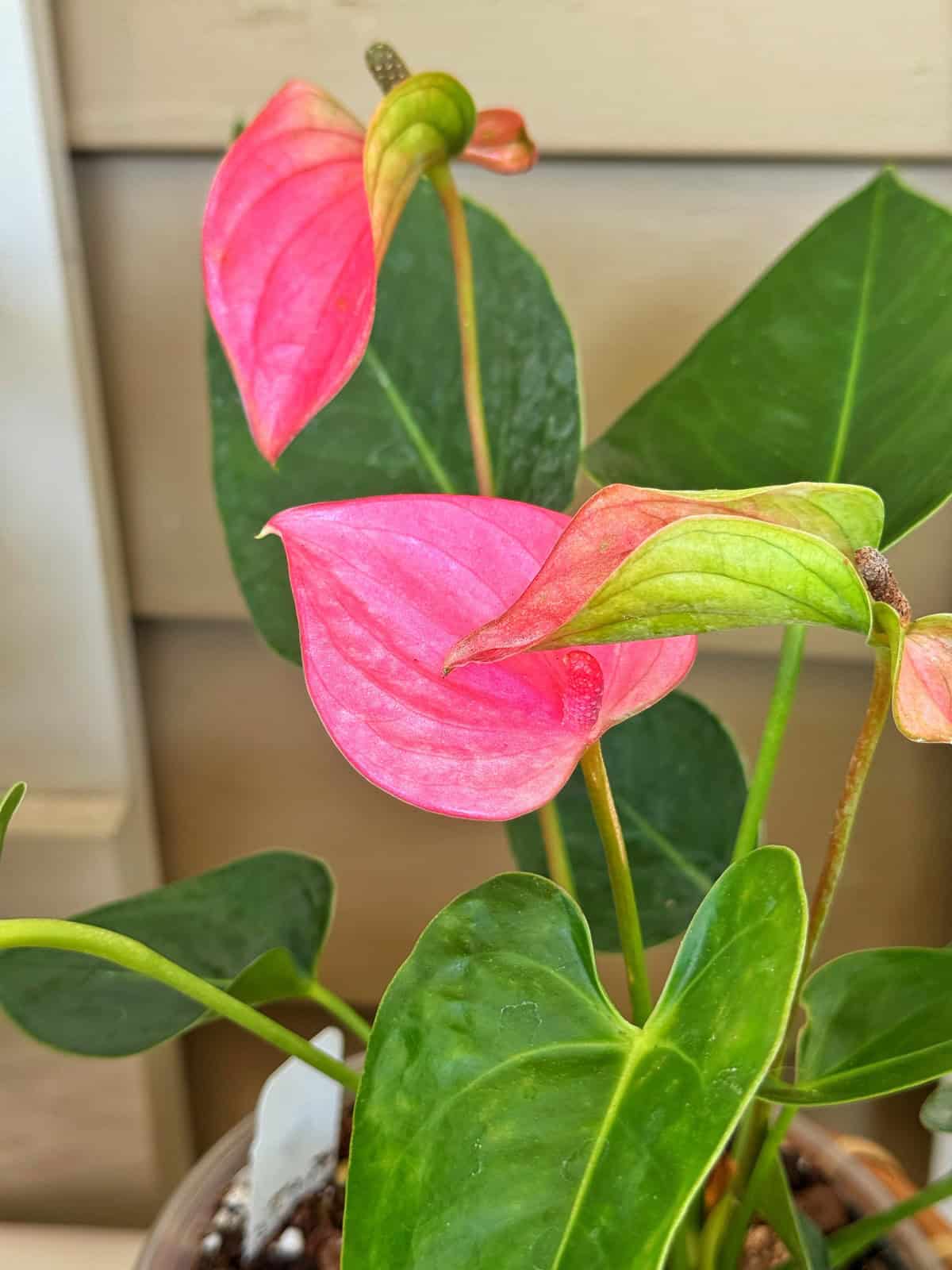 A close-up of an anthurium plant with vibrant pink, heart-shaped flowers and glossy green leaves, set against a beige background.