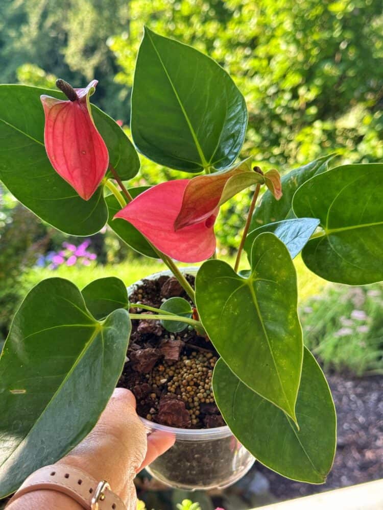 A hand holds a potted anthurium plant with large green leaves and two pink, heart-shaped flowers. The background shows a lush, green garden in sunlight.