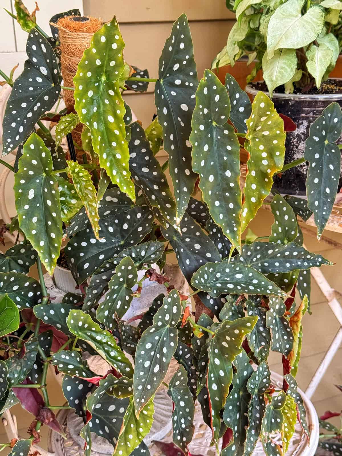 A plant with elongated dark green leaves covered in white polka dots, known as Begonia maculata or polka dot begonia, sits among other potted plants on a shelf.