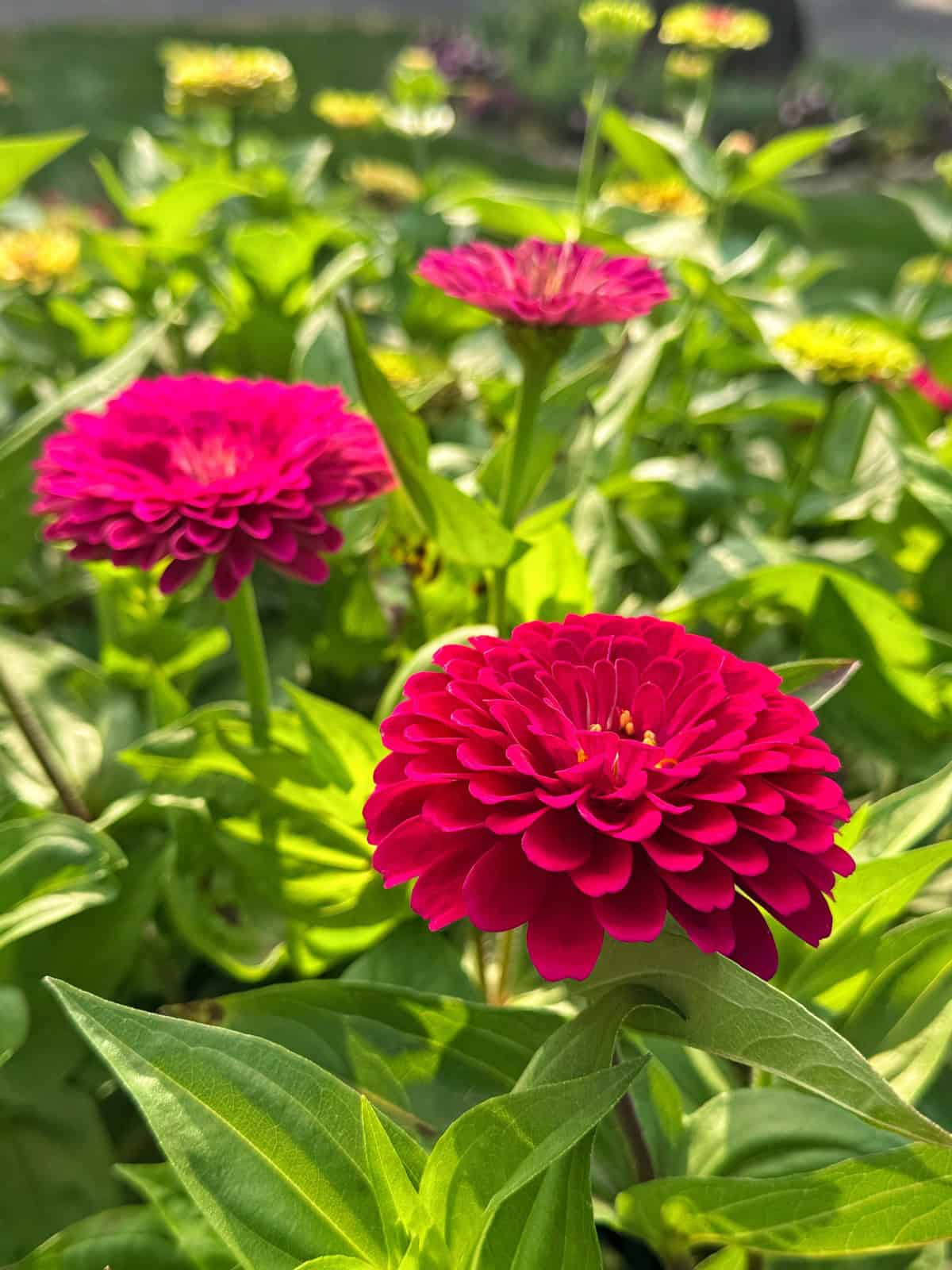 Bright pink zinnia flowers in full bloom surrounded by green leaves, with sunlight highlighting the petals and background flowers slightly out of focus.